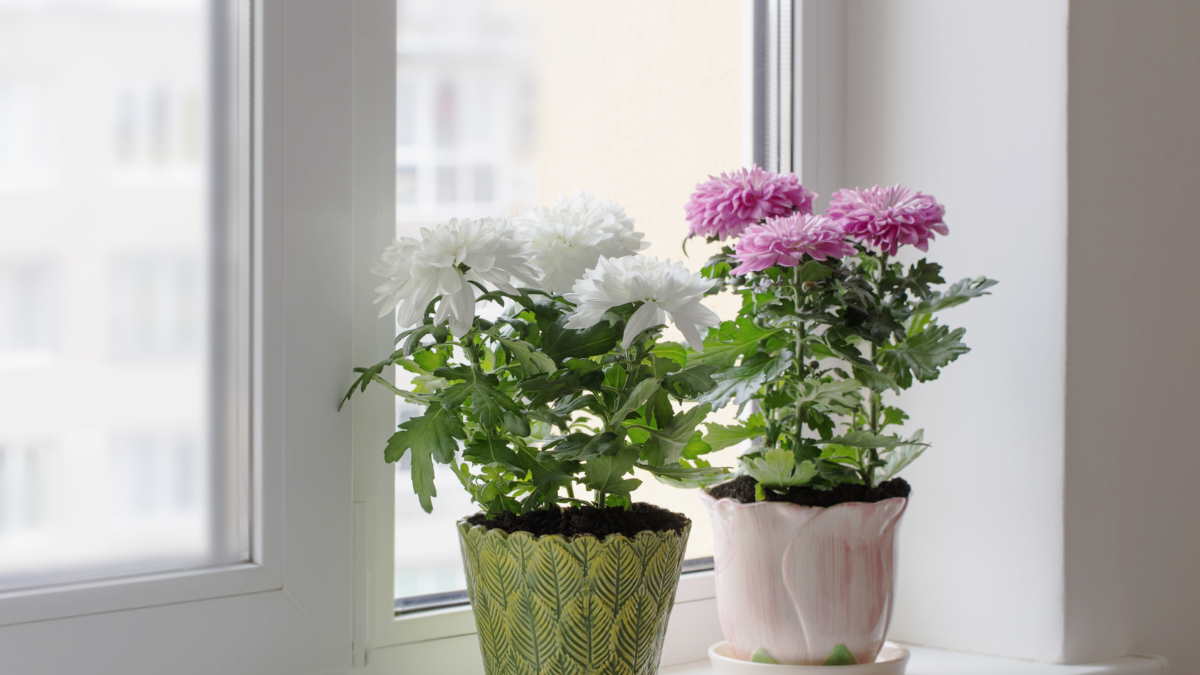 Хризантема цветы