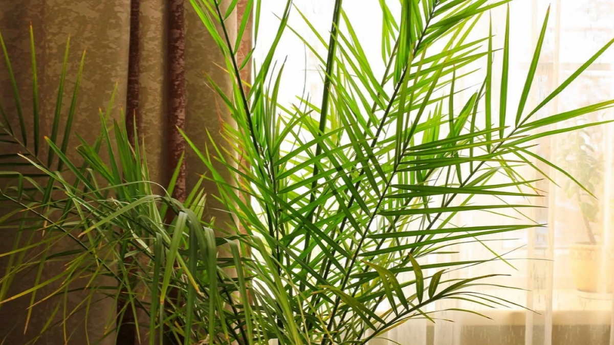 Финиковая пальма