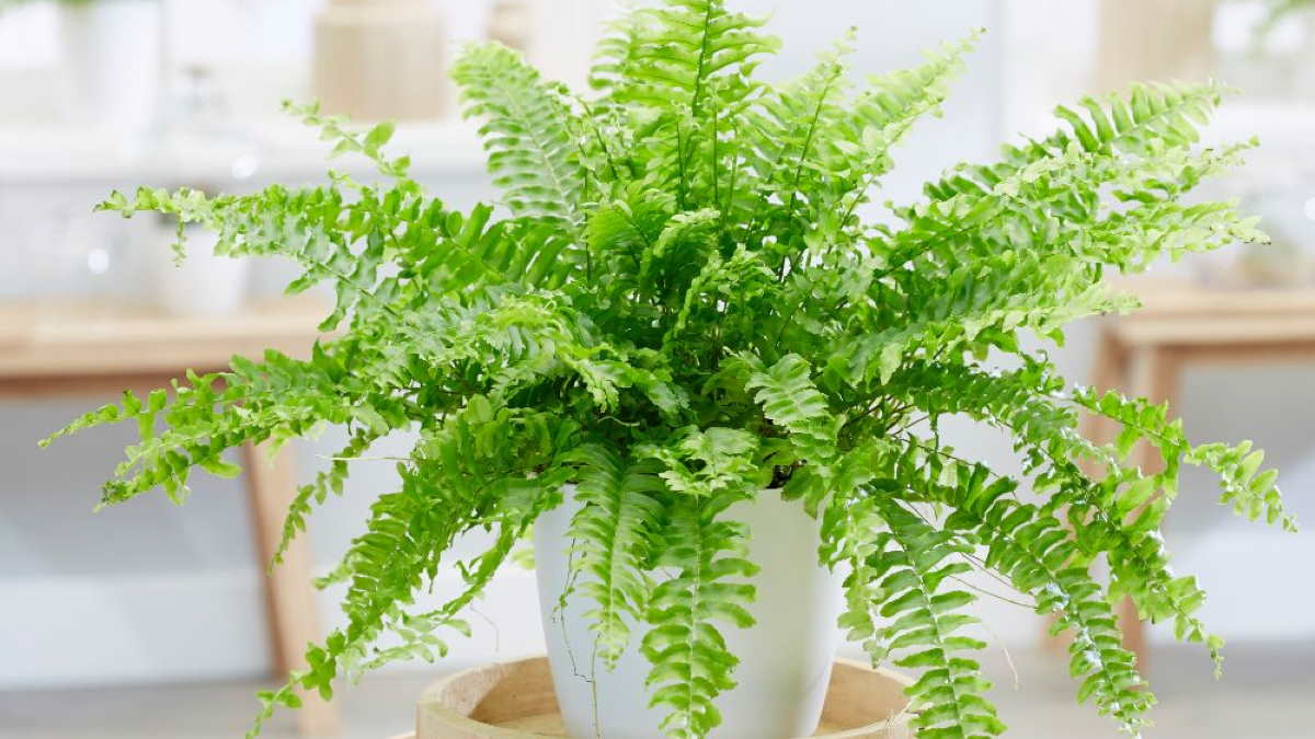 Бостонский папоротник