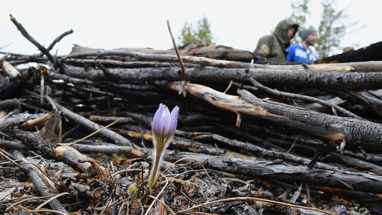 Пора валить: почему рубка дров в лесу может грозить штрафом или тюрьмой