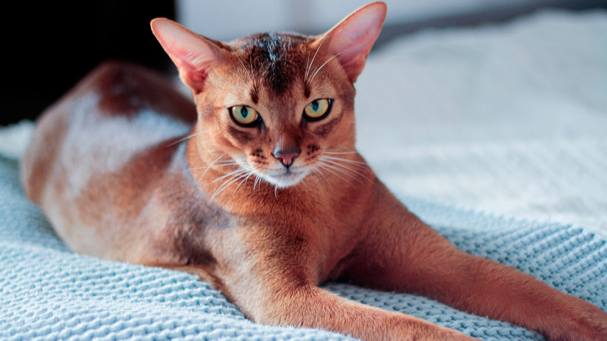 Абиссинская порода