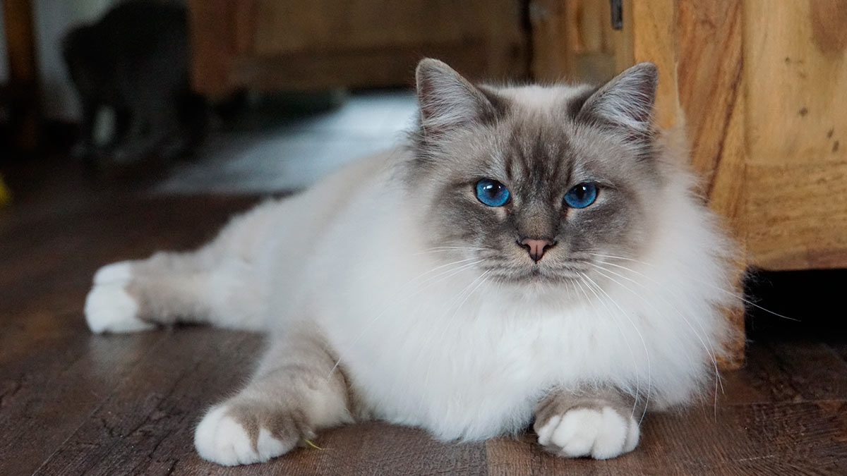 Бирманская порода