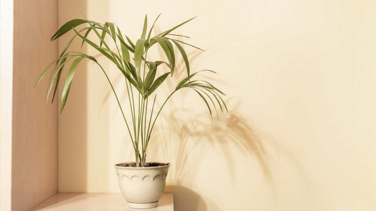 пальма Ховея