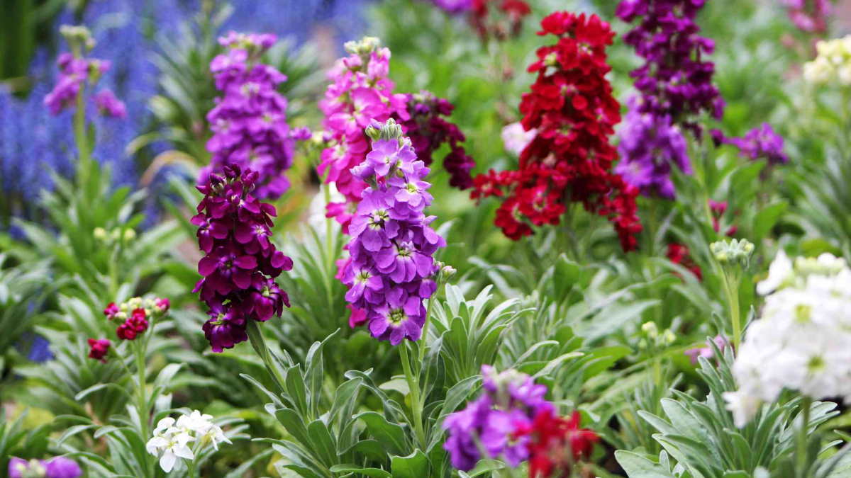 Растение Маттиола инкана