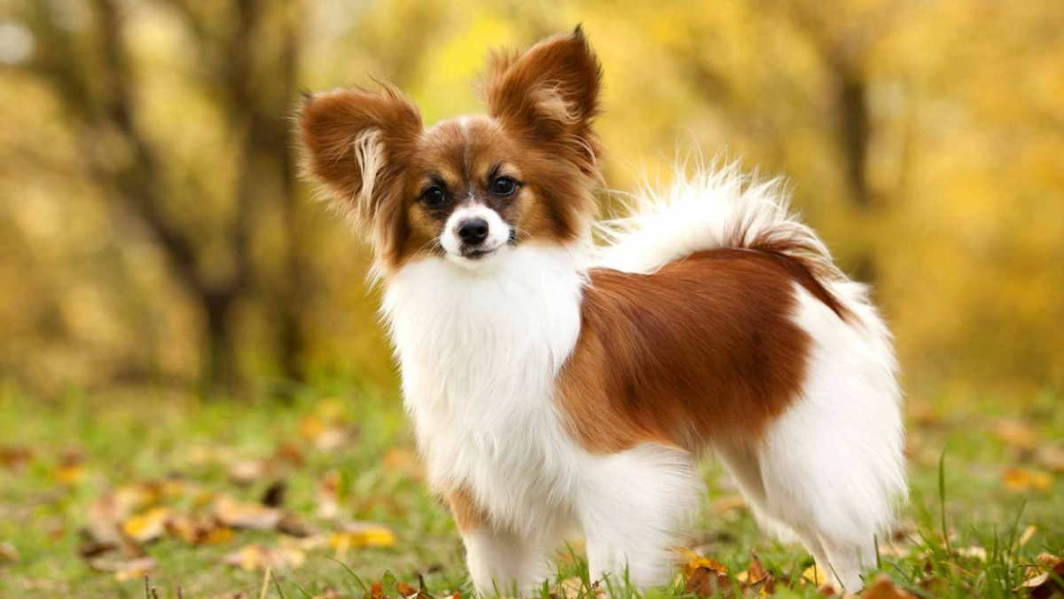 Собака породы Папильон