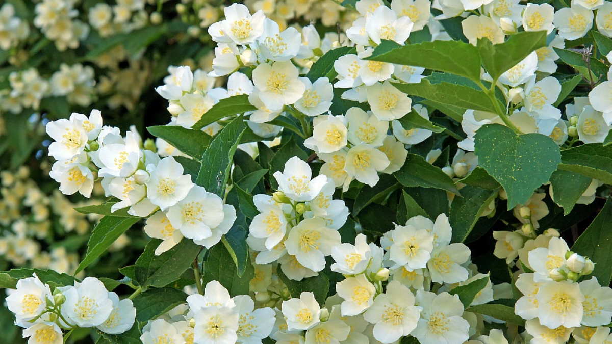 Растение Чубушник