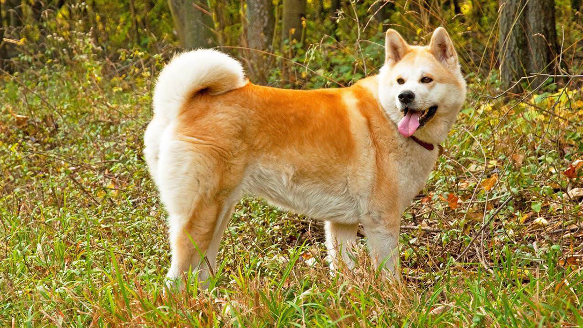 Акита-ину