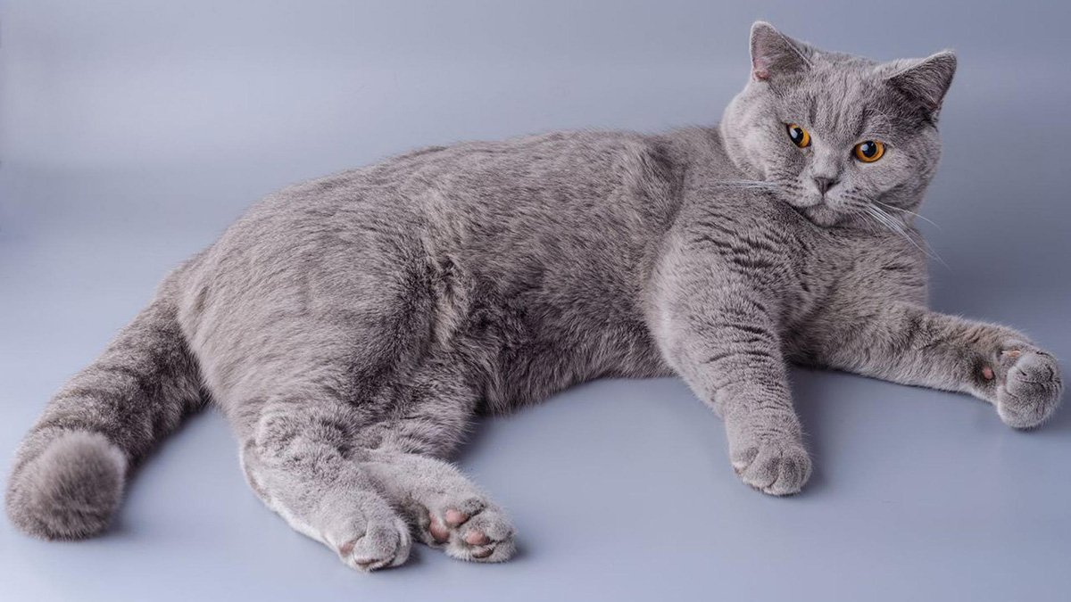 Британская короткошерстная