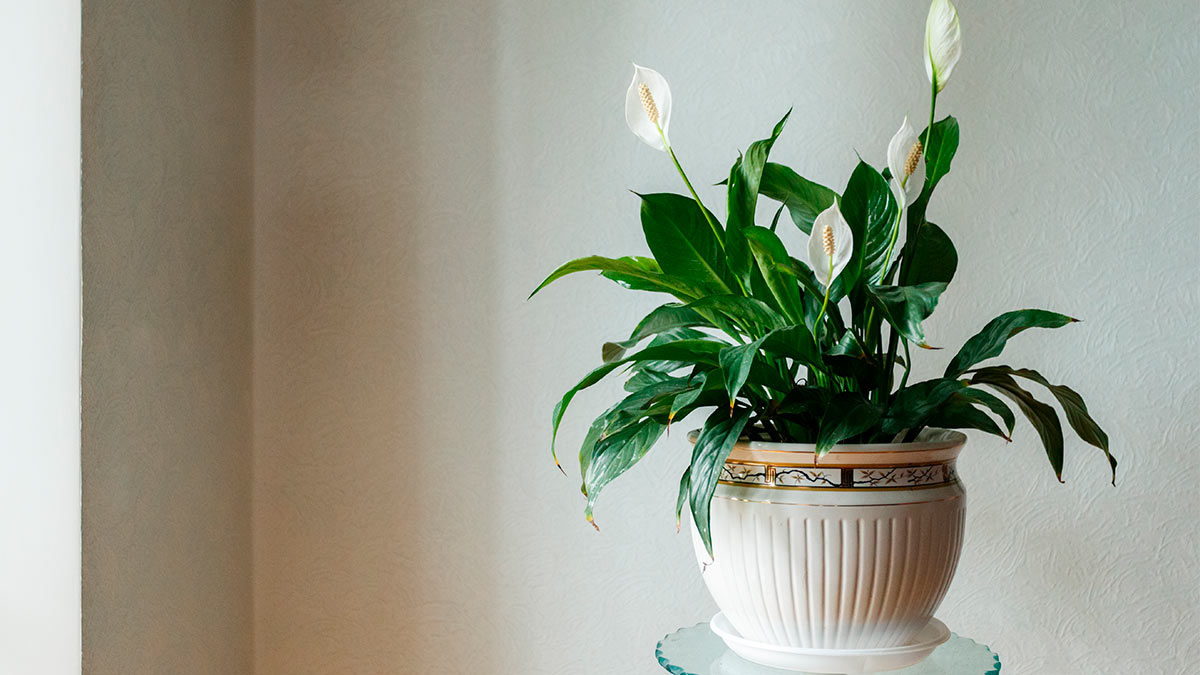 Мирная лилия