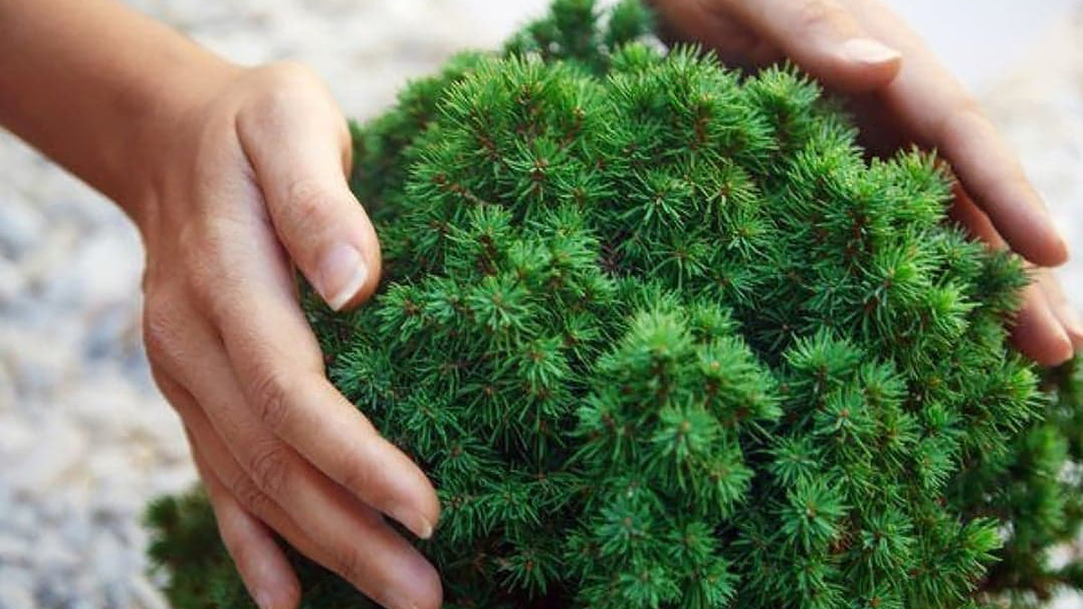 Можжевельник