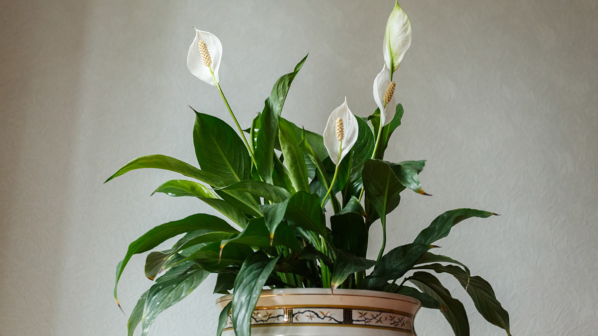 Спатифиллум