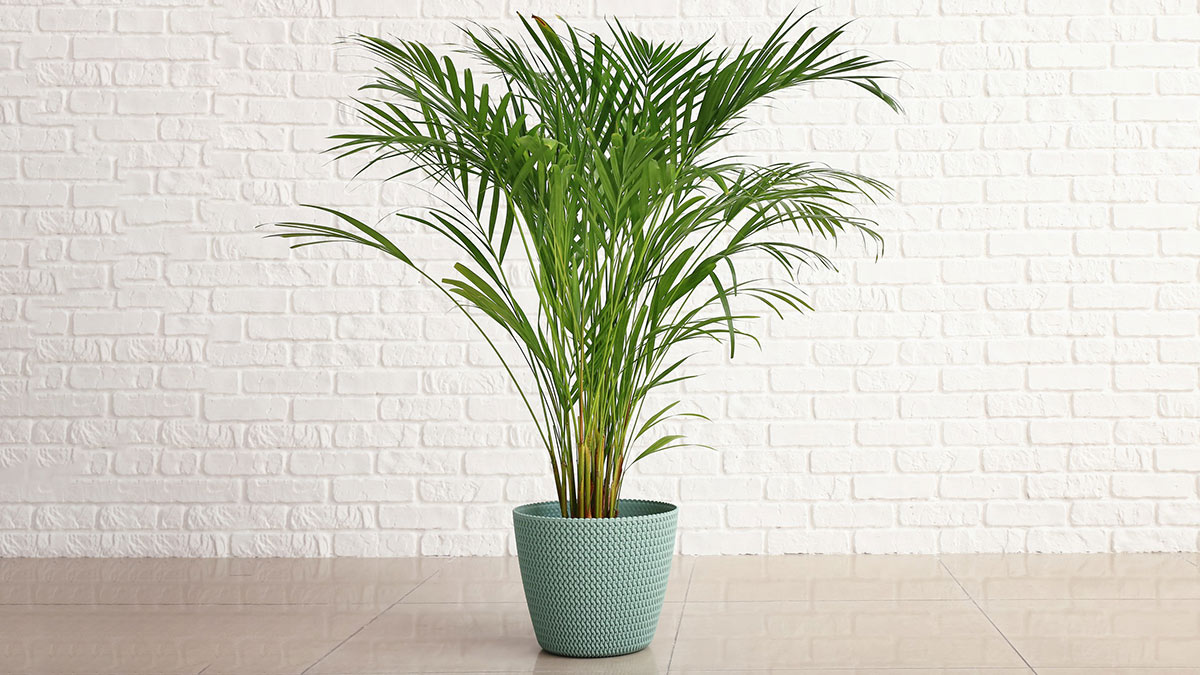 Тростниковая пальма