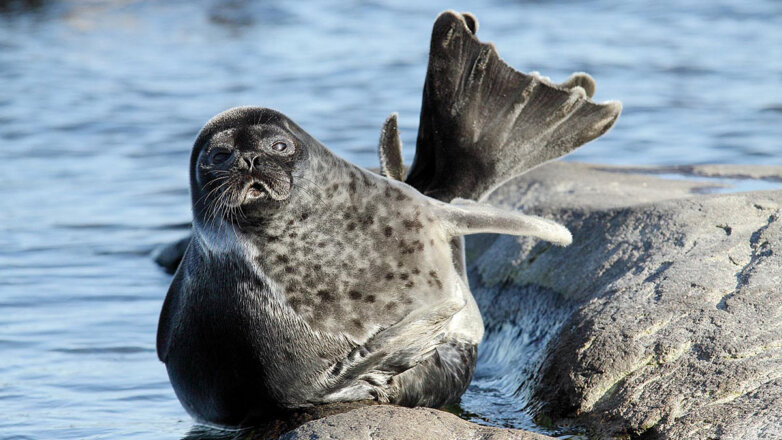 АО "Ростерминалуголь" и РАН запустили проект по фотоидентификации балтийской кольчатой нерпы