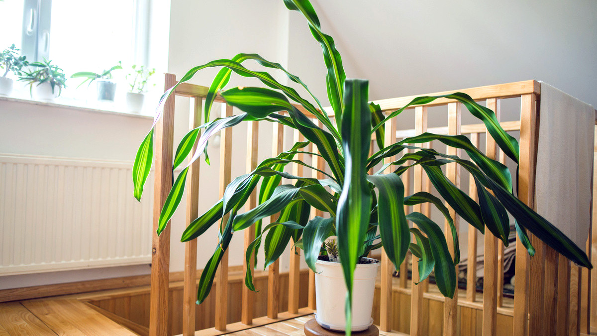 драцена душистая