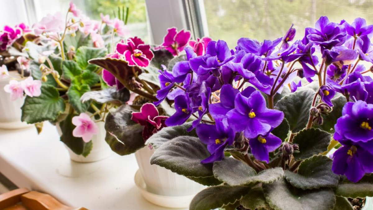 фиалки на подоконнике