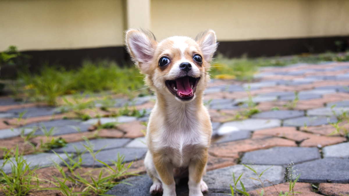 Собака породы Чихуахуа