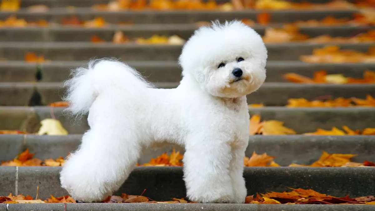 Бишон фризе