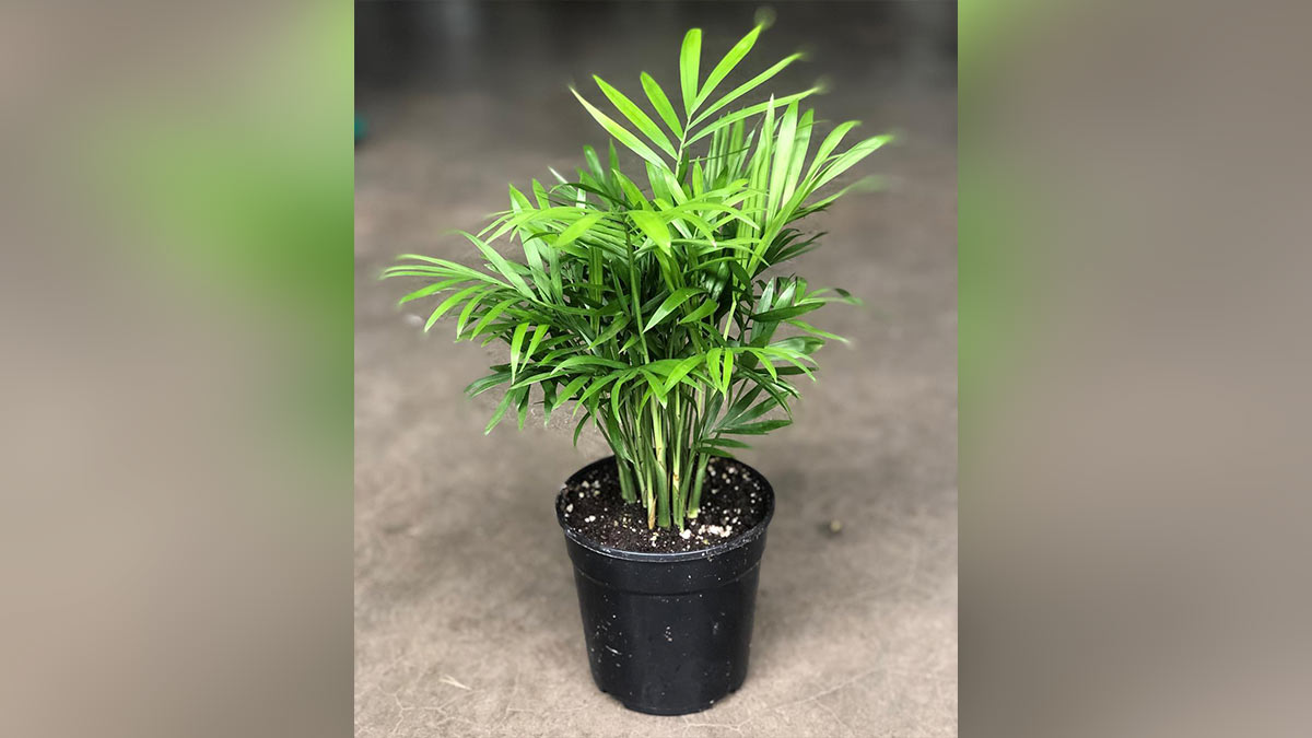 Бамбуковая пальма