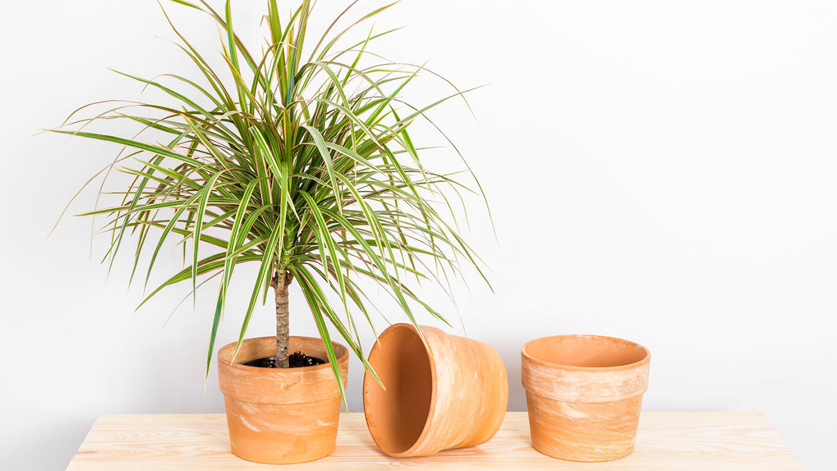 Драцена Маргината