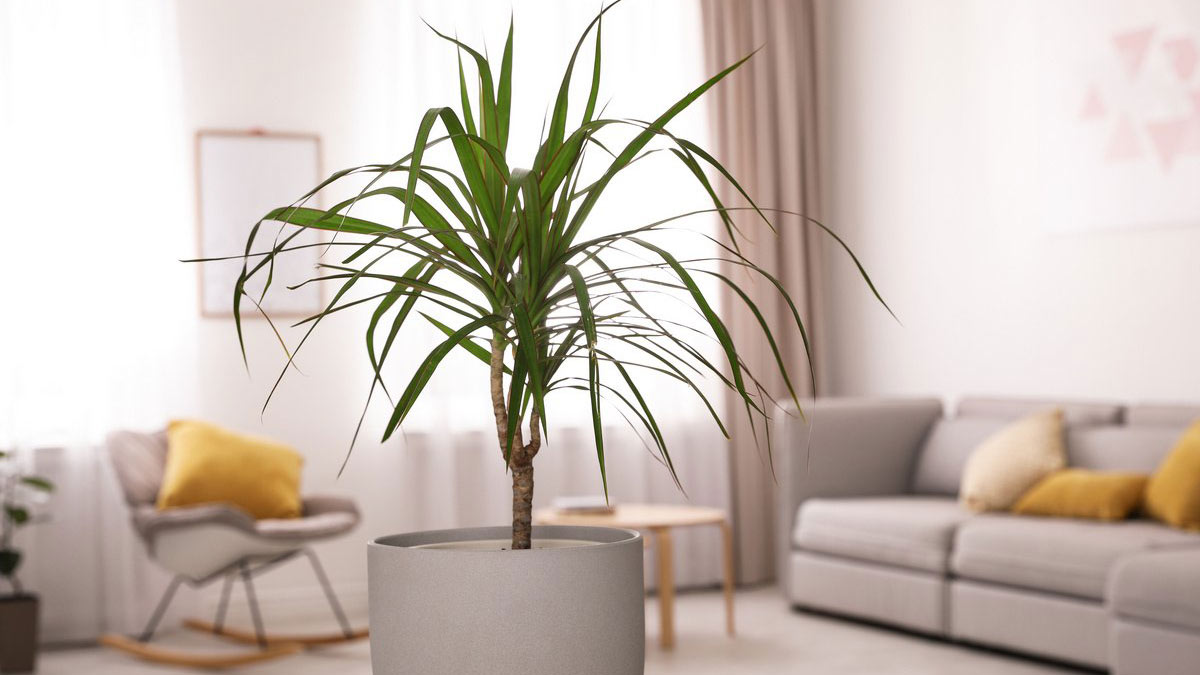 Комнатные деревья