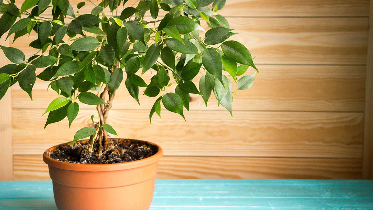 Комнатные деревья