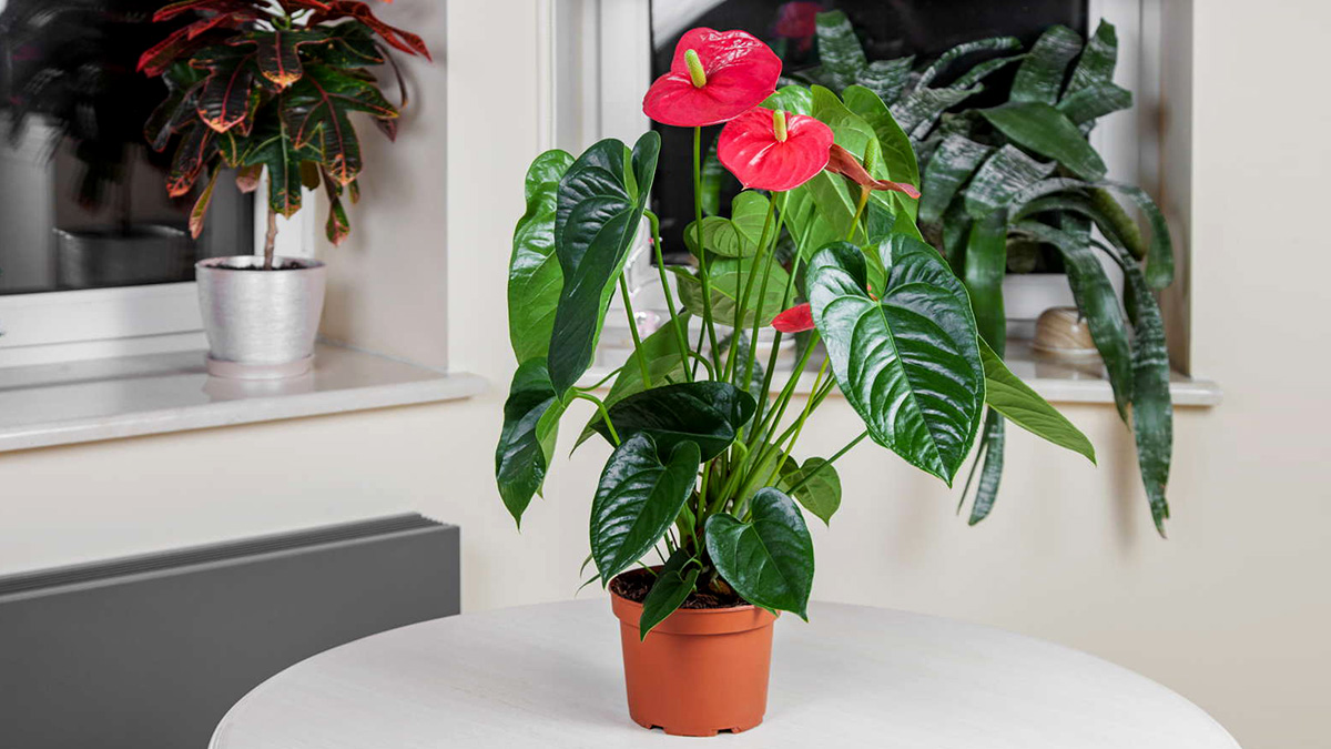 Растения не боящиеся темноты