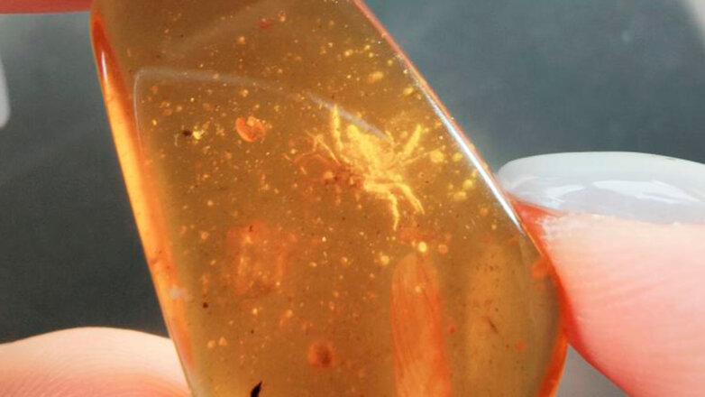 Древнейший краб из эпохи динозавров заполнил пробел в эволюции