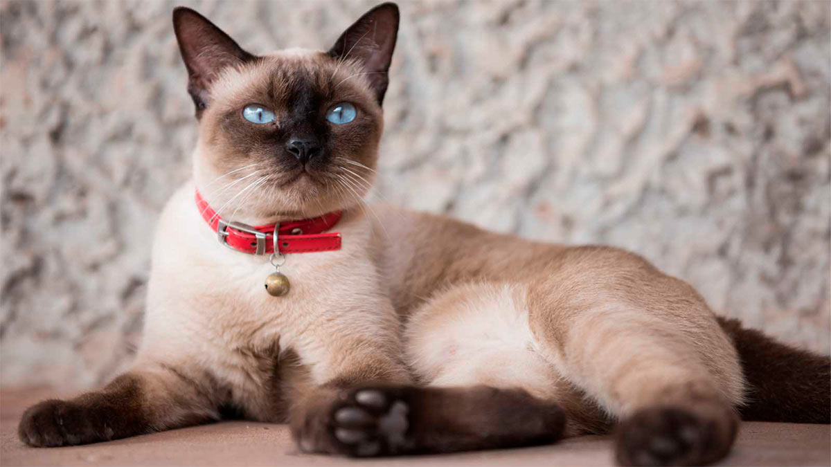 Сиамская кошка