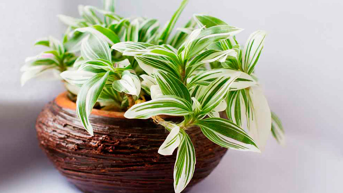 Традесканция