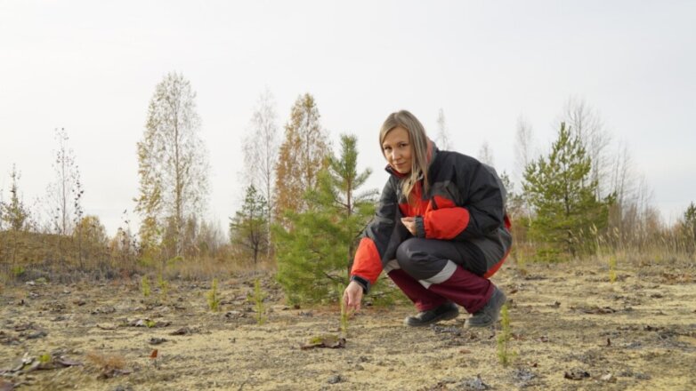 «Святогор» высадил 140 тысяч хвойных деревьев