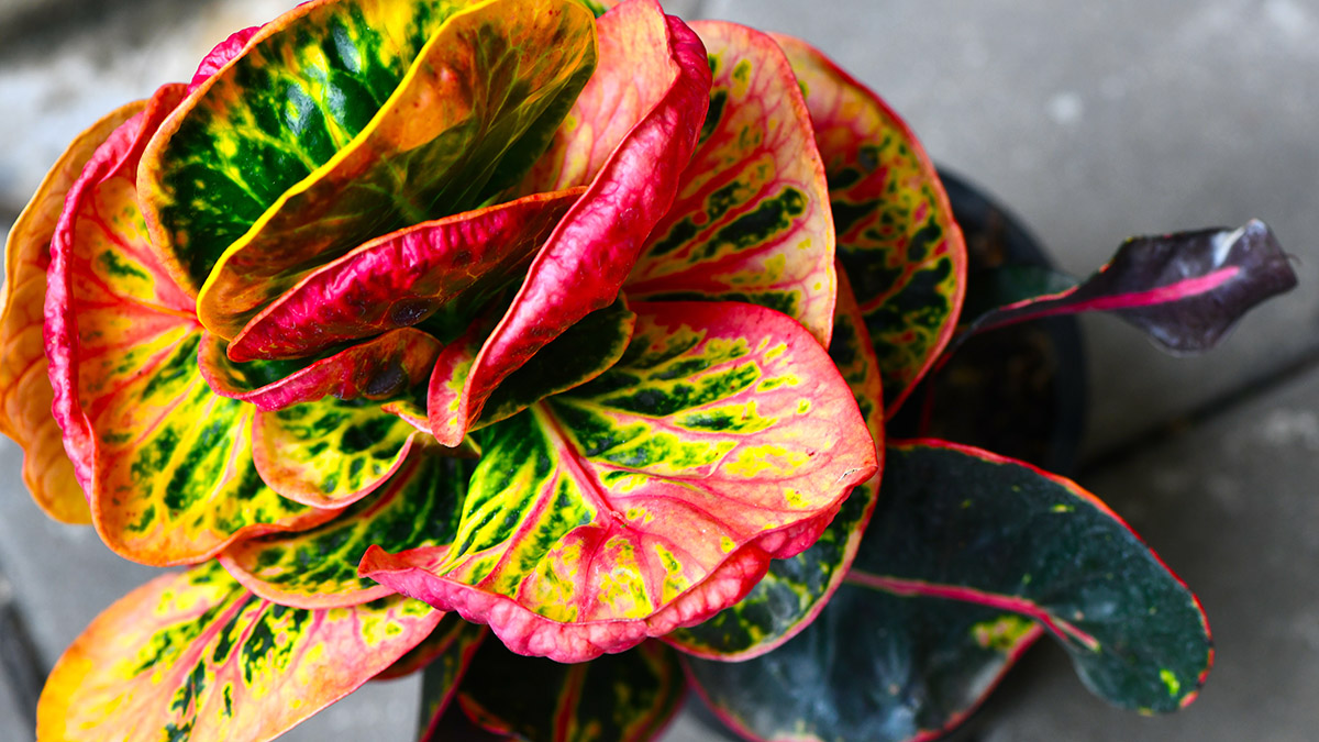 Комнатные цветы Кротон