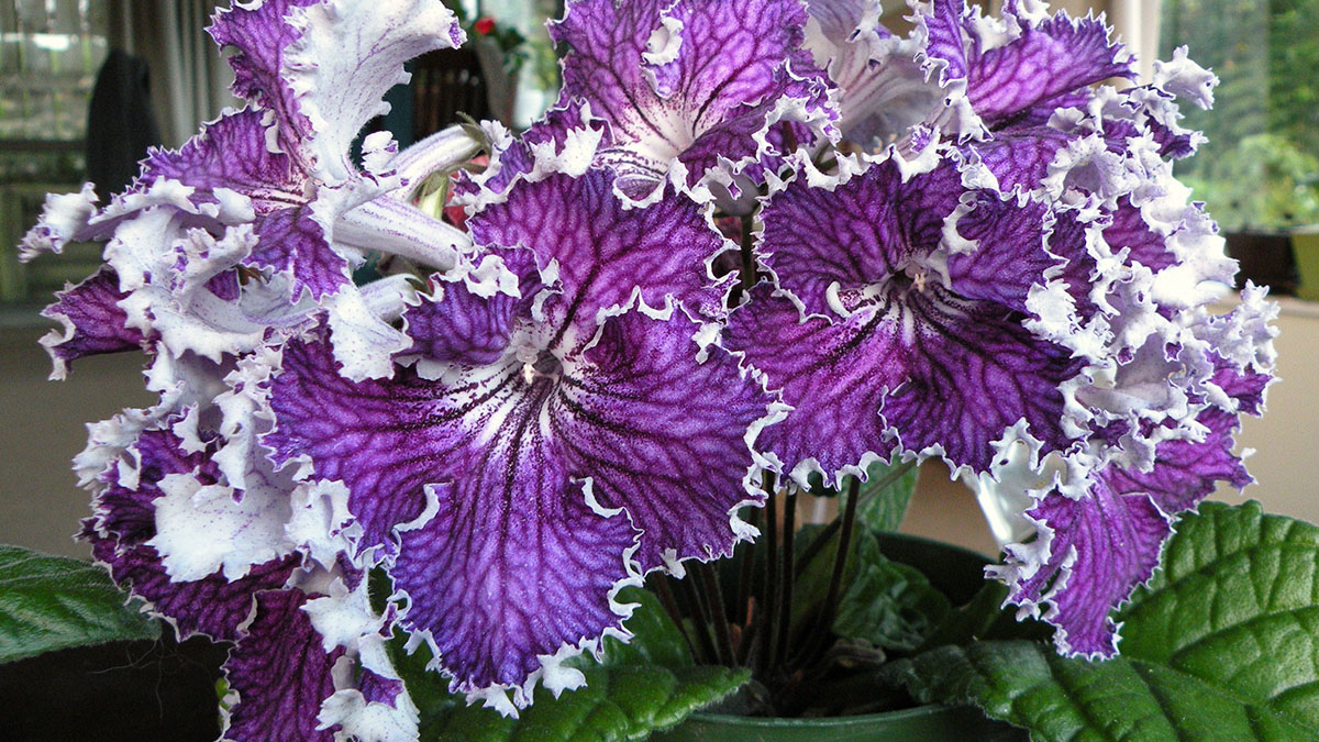 Комнатные цветы из семян