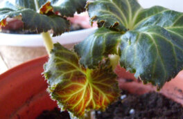 У бегонии скручиваются листья: почему это происходит и что делать