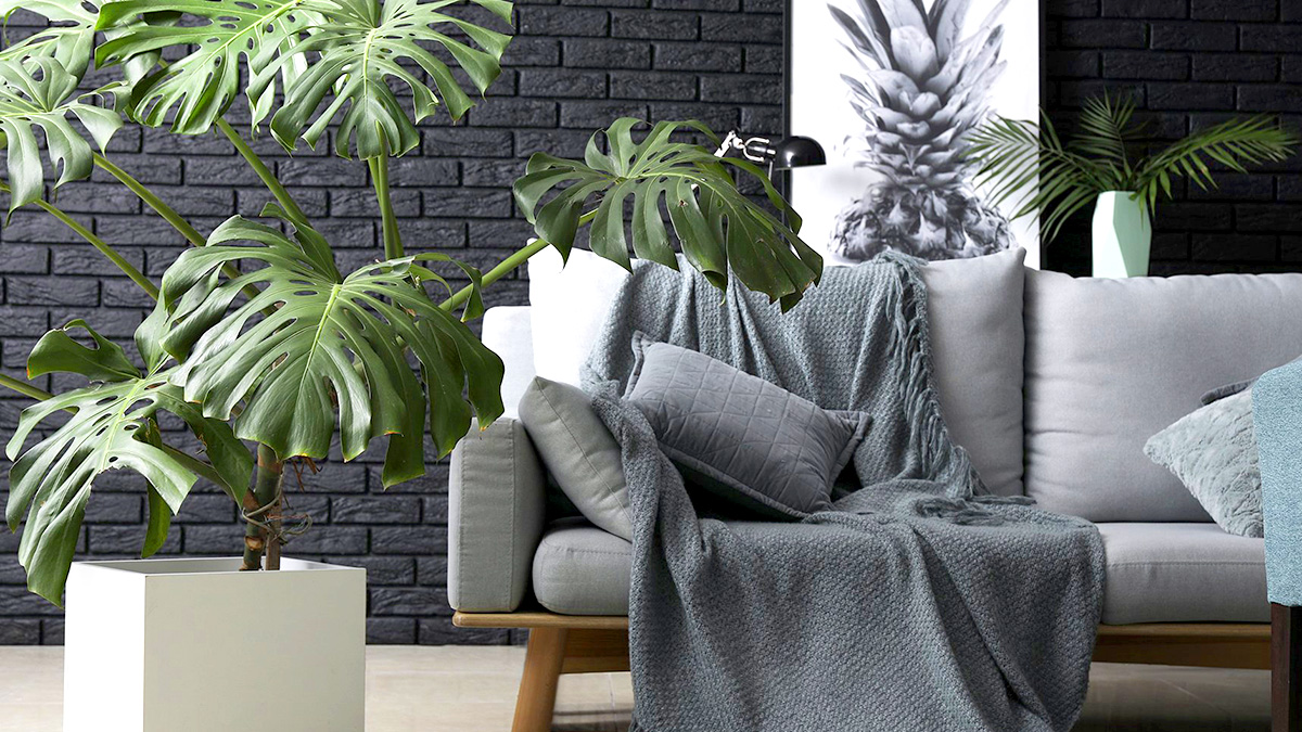 Монстера в интерьере