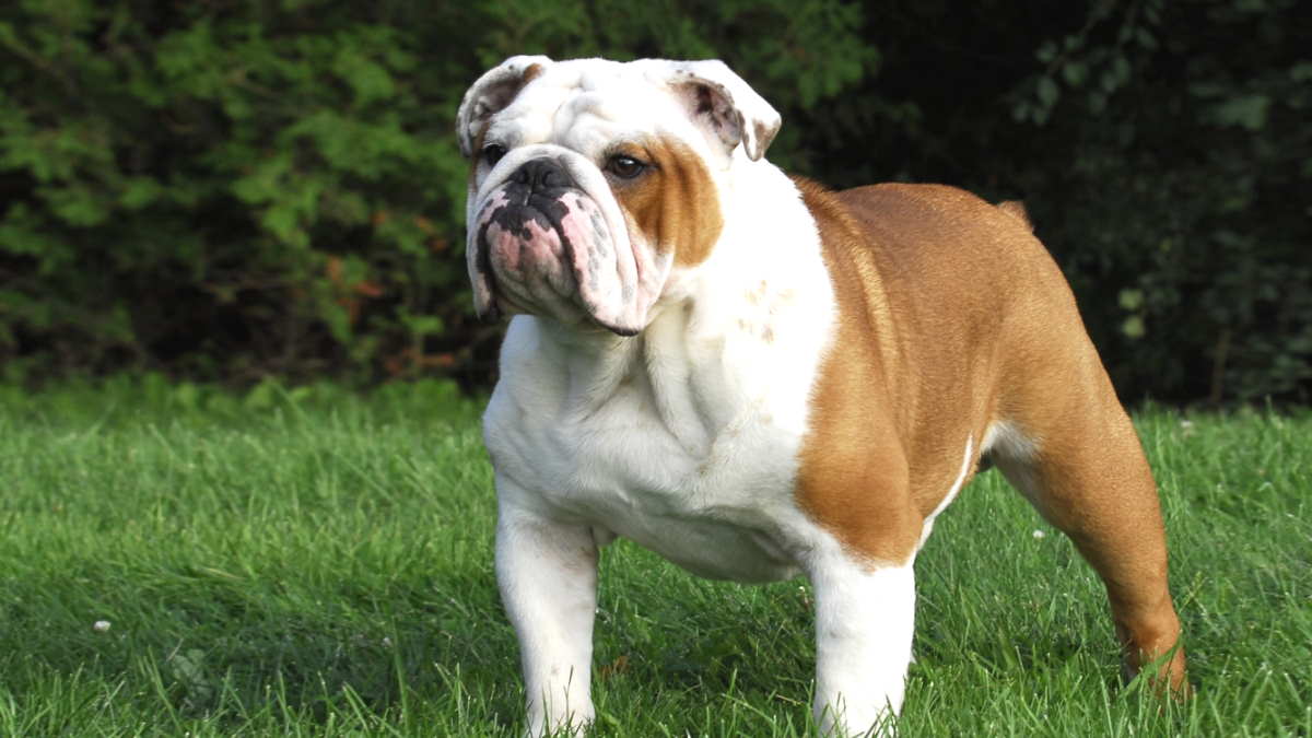 Английский бульдог