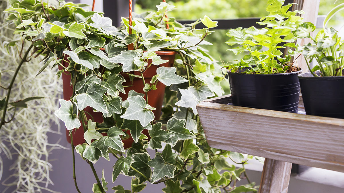 Комнатные растения