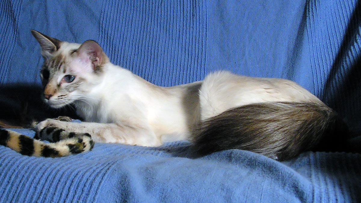 Голубоглазые кошки