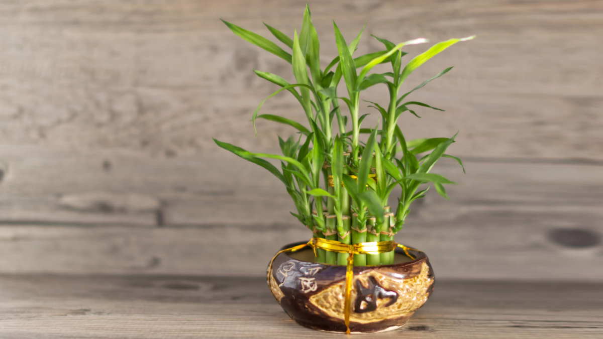 Драцена Сандера, или счастливый бамбук