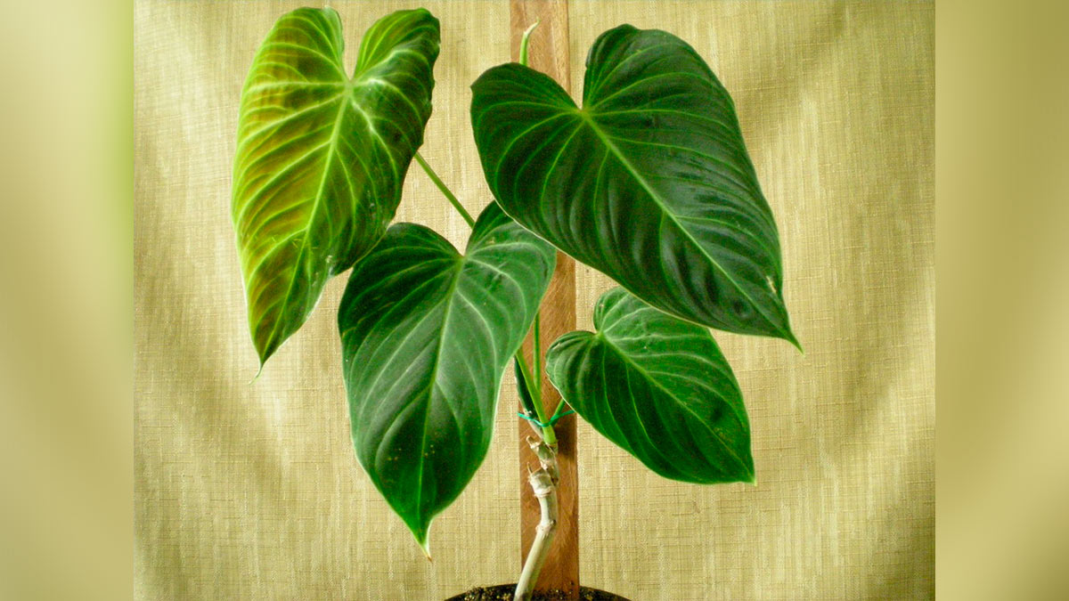 Филодендрон