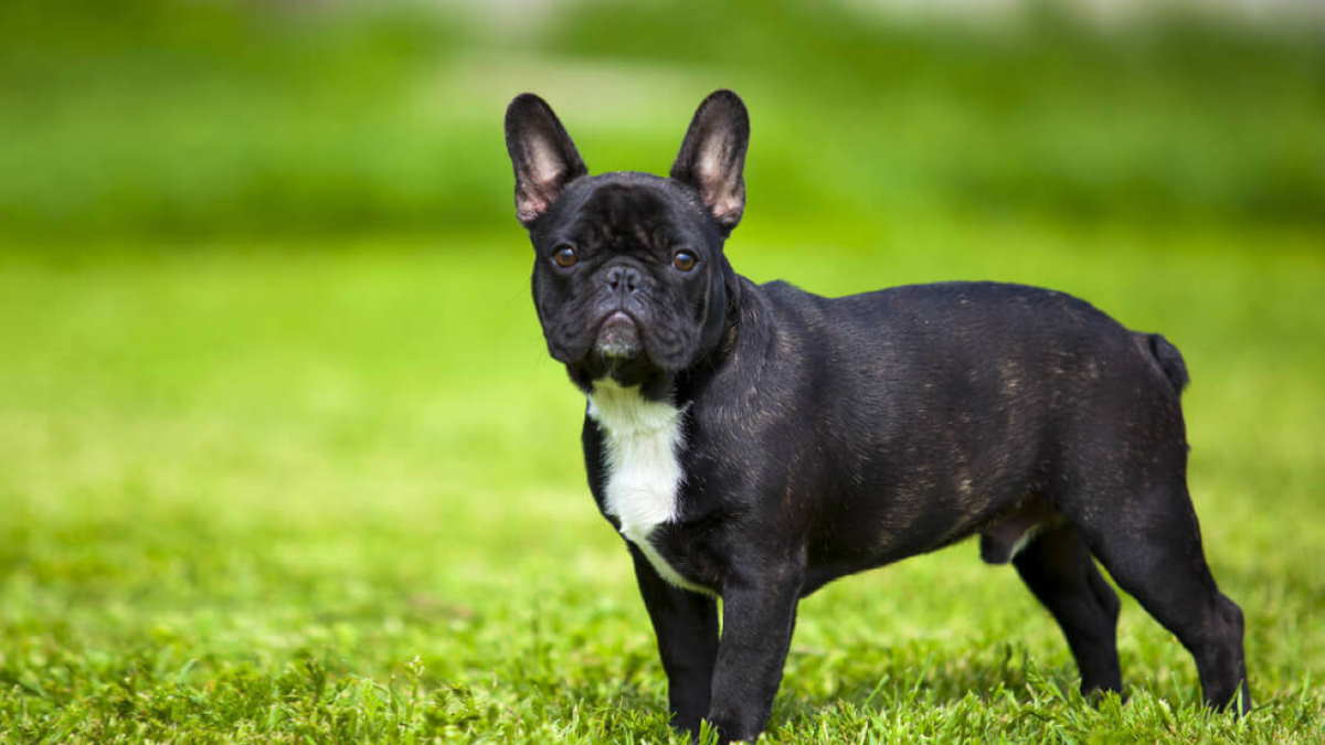 Французский бульдог