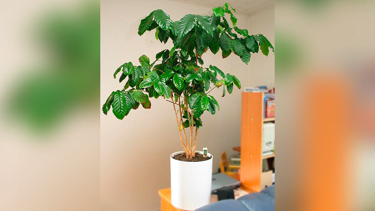 Кофейное дерево