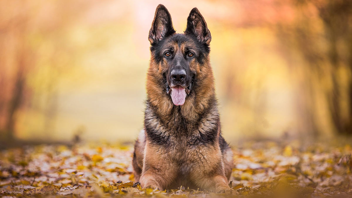 Немецкая овчарка собака: фото, характер, описание породы