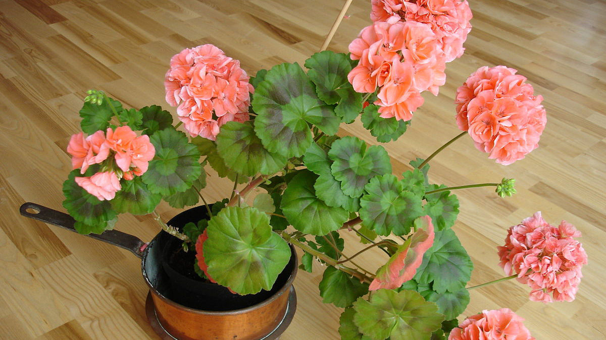 Какие цветы нельзя держать дома