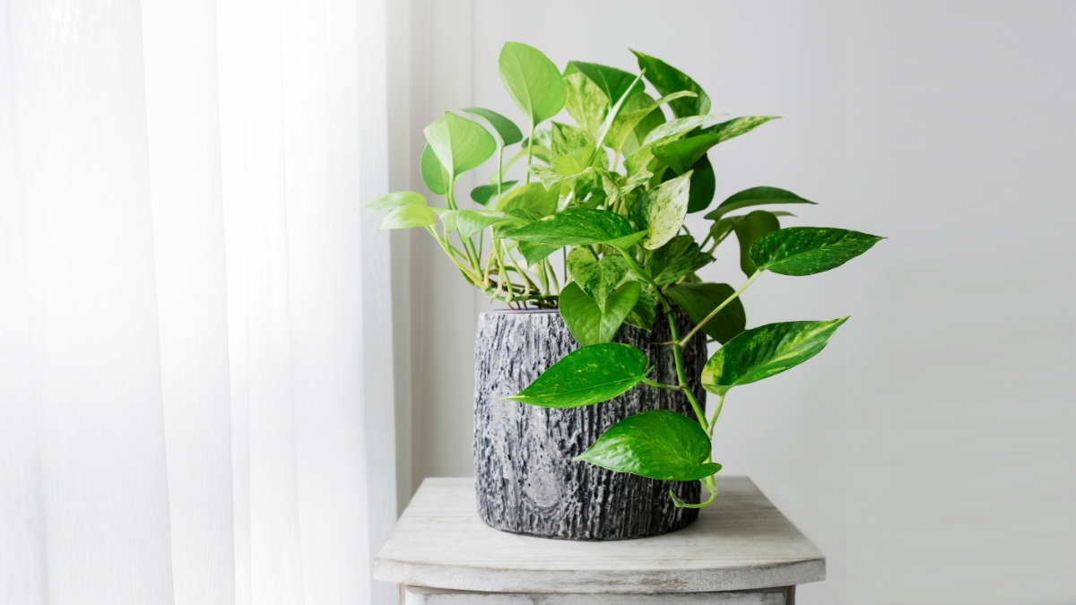 Растение Потос – Эпипремнум