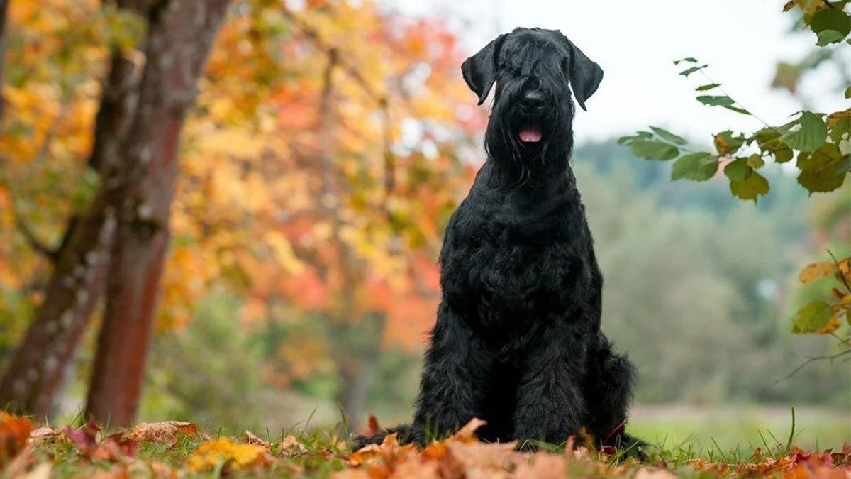 Ризеншнауцер