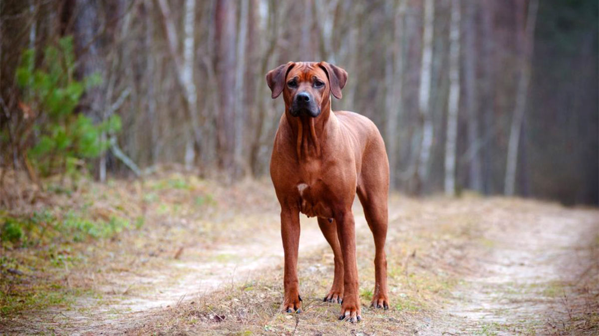 Родезийский риджбек