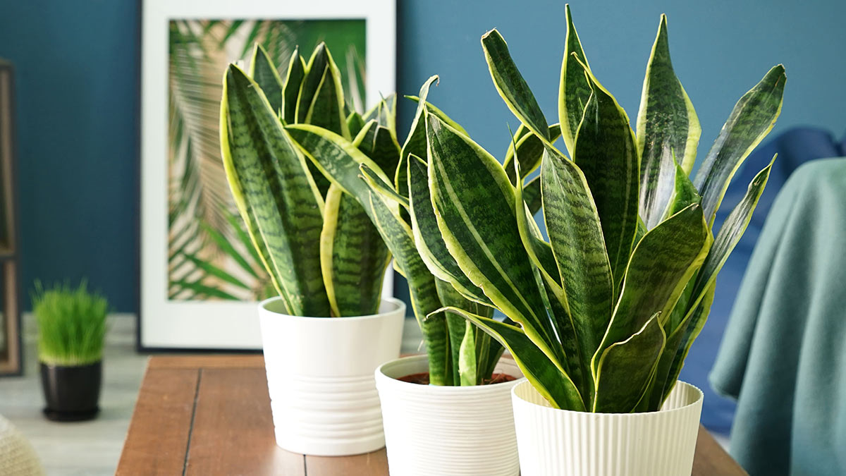 Комнатные растения