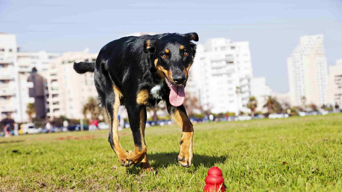 Собака породы Босерон