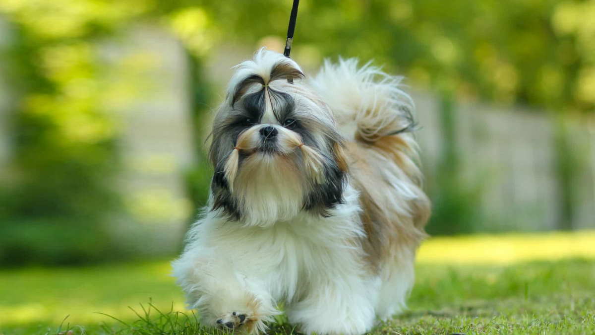 Собака породы Ши-тцу