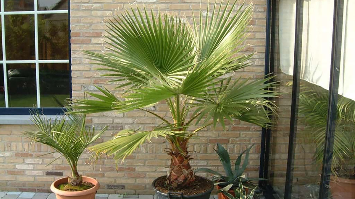 5 видов комнатных пальм